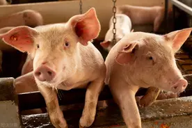 小猪拉水泥样的稀便怎么回事，小猪拉灰色水泥样稀便怎么治疗图片