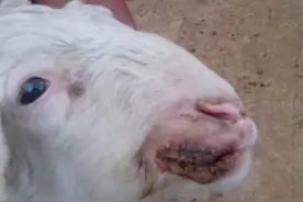 羊口疮是什么原因引起的？羊出现口疮病是怎么回事？这些你知道吗图片