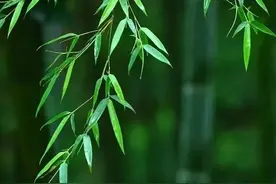 神奇的中药（25）——竹叶图片