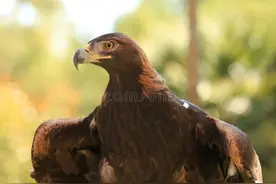 野人传奇｜天山脚下的红柳娃战金雕有弓箭，打孤狼还有流星石图片