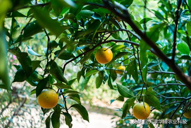 最近氨基酸火了？氨基酸在不同农作物上使用方法，老农民：要增产