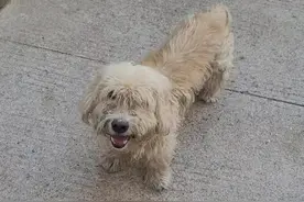 真实记录流浪小狗在外流浪4个月的变化，从毛茸茸变成毛疏体瘦图片