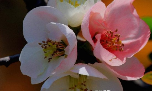 老人说，八种花“不吉利”，家里不能养，虽然很漂亮，还是要扔掉
