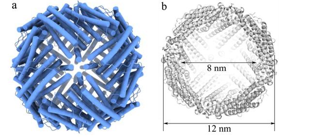 人体铁吸收及植物铁蛋白补铁特性研究进展