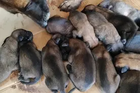 罕见！马犬一窝产崽13只图片