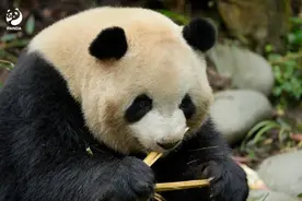 气愤！45岁女子向大熊猫泼水。成都大熊猫繁育研究基地禁止其1年内再进基地图片