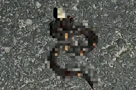 十堰发现罕见剧毒白头蝰蛇！比五步蛇银环蛇更毒，至今无蛇毒血清图片