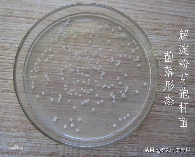 植物生物刺激素的常见分类，你都知道吗？