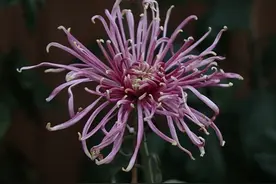 乌鲁木齐市植物园百种菊花缀秋色图片