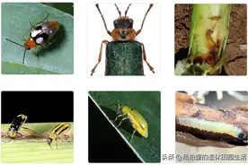 鞘翅目害虫（四）为害玉米的鞘翅目害虫图片