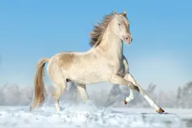现代的千里马阿哈尔捷金马，也是最值钱的马，一匹价格可达1千万图片