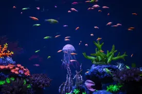 想体验海底星空吗？进↓图片