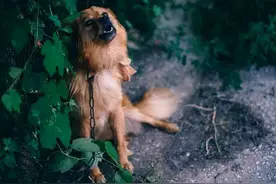 老人说：狗狗发出“狼嚎”声，是在告诉你这几件事图片