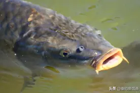 被钓鱼人嫌弃的五大“垃圾鱼”排行榜新鲜出炉！你都钓到过几种？图片