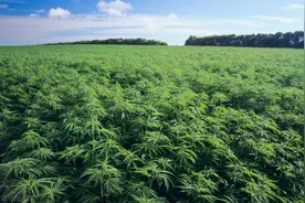DM能作药？这样的药企你了解多少？图片