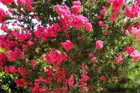 紫薇花怎么种植，紫薇花的种植技术，紫薇花未来市场会怎么样图片