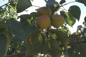 如何构建一个好“风水”的乡村民居图片