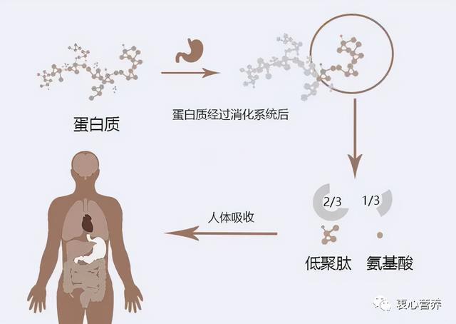 娉ㄥ皠姘ㄥ熀閰稿彲浠ユ彁楂樺厤鐤姏鍚楋紵