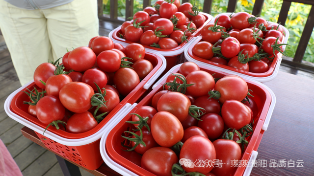魅力白云喜迎国庆客潮 景区绽放别样风采