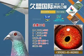 能被宋晨看上的鸽子，有何独到之处？竟然拍出了天价图片