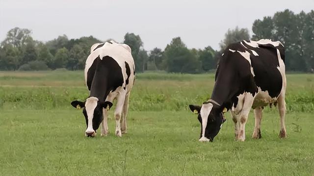 新上市的海普诺凯1897喜致奶粉怎么样？