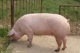 母猪产后没奶水怎么办？母猪产后没奶水的原因，学会了很有用图片