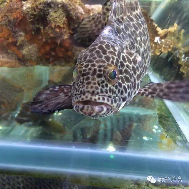 40头的花胶是几级 2025年花胶40头是什么意思?