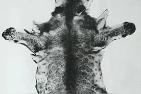 上世纪初，非洲惊现不知名的吃人怪兽，其皮毛至今仍被保存图片