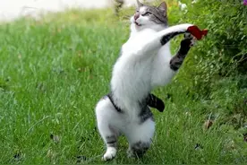 猫走不走直线，完全取决于耗子图片