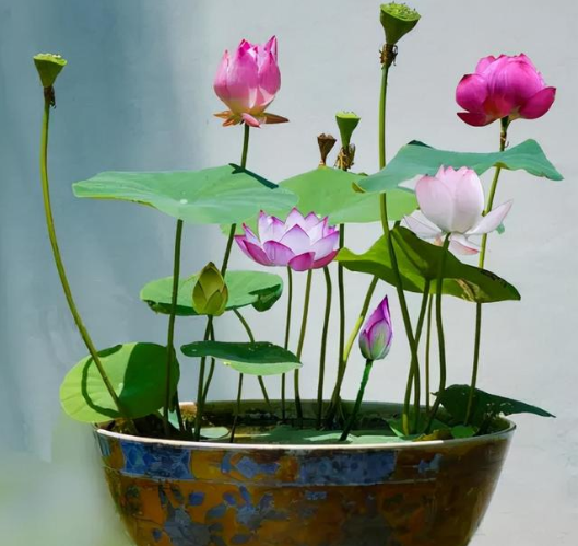 老人说，八种花“不吉利”，家里不能养，虽然很漂亮，还是要扔掉