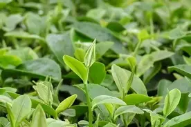 毛峰和毛尖，名字仅一字之差，区别可大了图片