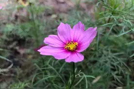 抗癌日记：心灵疗愈师教我们学习瑜伽图片