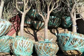 日本红枫哪个品种最红图片