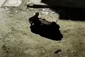 印度男子当街性侵牛，现场画面被监控拍下，警方发现他是惯犯图片