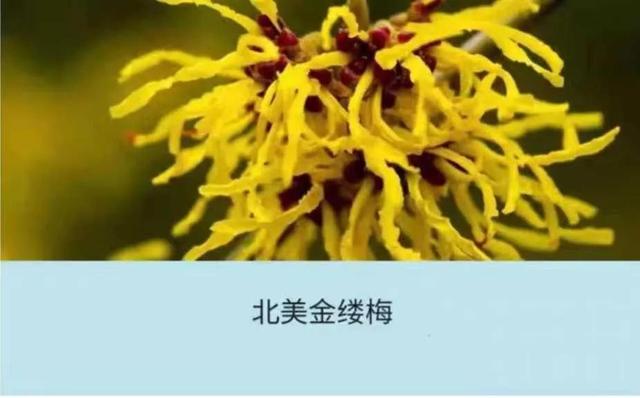 身体乳推荐去狐臭