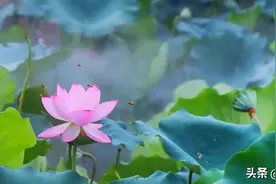《滕王阁序》最经典的八句话，建议背下来图片