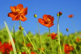 人若转运，必有预兆图片