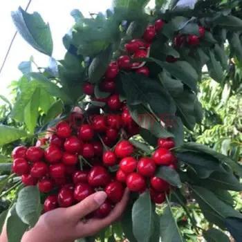 美创果树管理技术、产量倍增品质一流、市场畅销