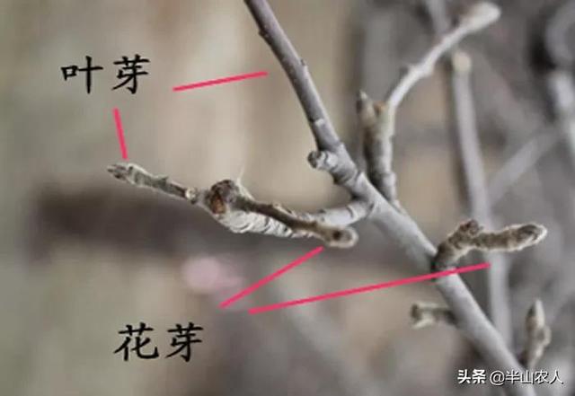 涓嶆噦鑺辫娊鍒嗗寲锛熺鐞嗘灉鏍戞€庤兘鏈夌殑鏀剧煝锛岃繖浜屼釜鐢ㄨ偉鏂规寰堝€煎緱鎺ㄨ崘