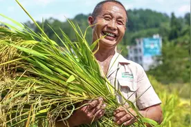 杂交水稻高产又好吃，为何农民不种，偏要种植常规水稻？图片