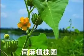 「植物学陪读」野生植物苘（qing)麻的有关知识图片