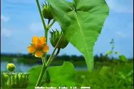 「植物学陪读」野生植物苘（qing)麻的有关知识图片