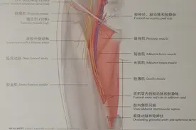 中心静脉穿刺置管术图片