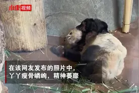 欢迎回家！ 回顾大熊猫“丫丫”20年旅美生活图片