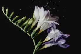 人参沙参西洋参，党参丹参太子参，功效大不同，癌症别乱用图片