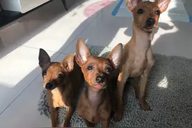 最可怜的小狗，想必就是长相神似鹿的小鹿犬了，喜欢的人并不多图片
