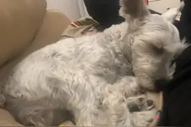 老公一脚踢飞狗狗，导致多处骨折，对不起是我没保护好你图片