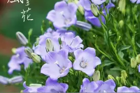 仙气飘飘的风铃草，应该如何种植？图片