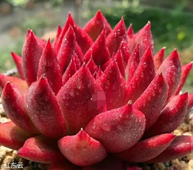 红色多肉:鸿运当头俏郎君!姹紫嫣红新嫁娘?东云口红 野马 黄金雨