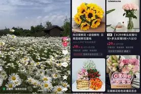 我在抖音教人养花，不拍段子，一个月卖掉7万枝小菊图片